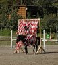 DSC_0053 Geschicklichkeitsturnier._600x800_100KB_Album.jpg - 